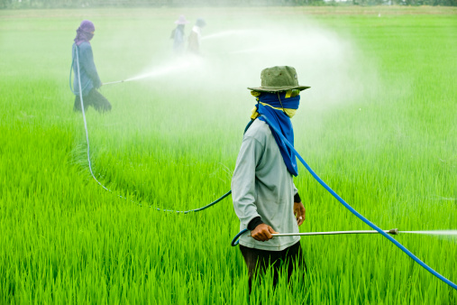 Intolérance au gluten : Monsanto serait responsable