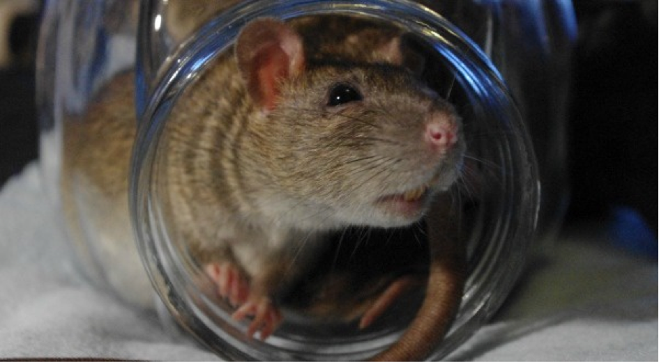 Accusés à tort pendant des siècles: les rats ne sont pas responsables de la Peste Noire