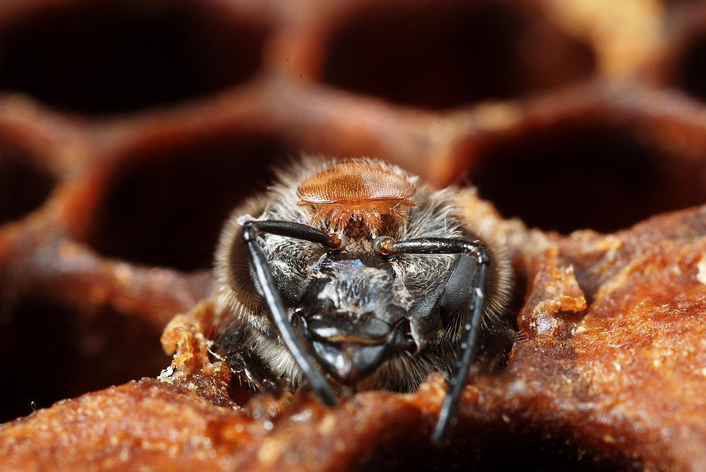 Un parasite de l'abeille amplifie la maladie des ailes déformées