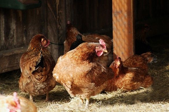 En bref : une nouvelle souche de grippe aviaire est apparue