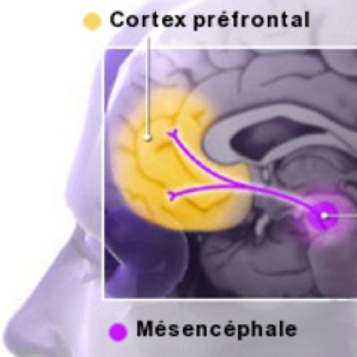 Le stress prolongé laisse des marques durables dans le cerveau