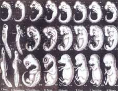 Du nouveau sur la fraude d’Haeckel