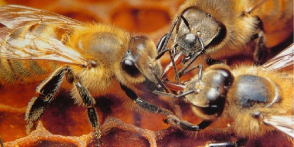 Pesticides: Les abeilles forcées à butiner trop jeunes, provoqueraient le déclin des ruches