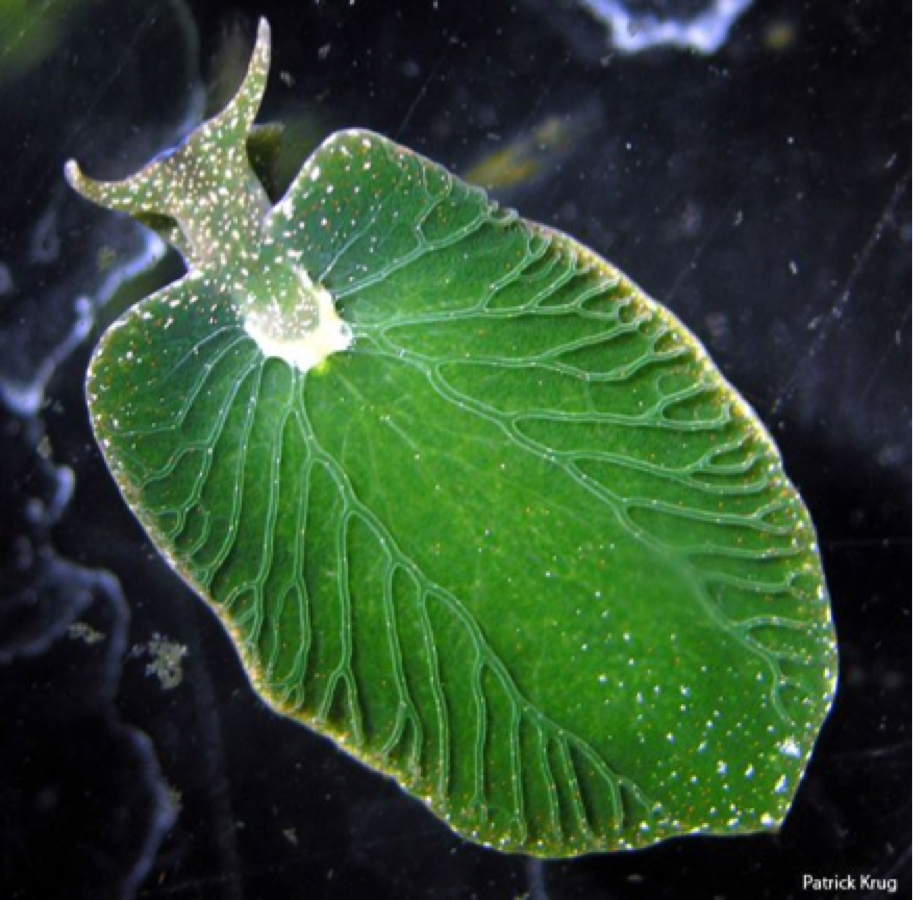 Une limace de mer s'approprie un gène d'algue photosynthétique