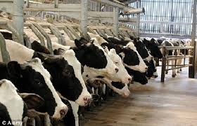 Cowspiracy : le secret du développement durable
