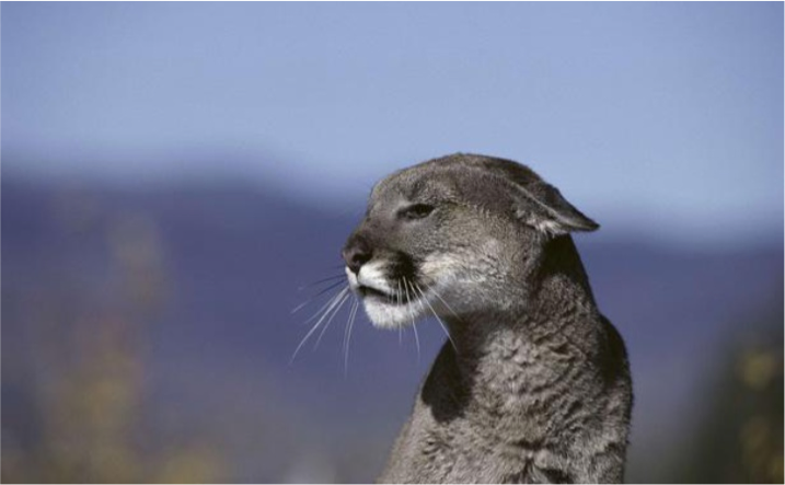 Les cougars ont officiellement disparu