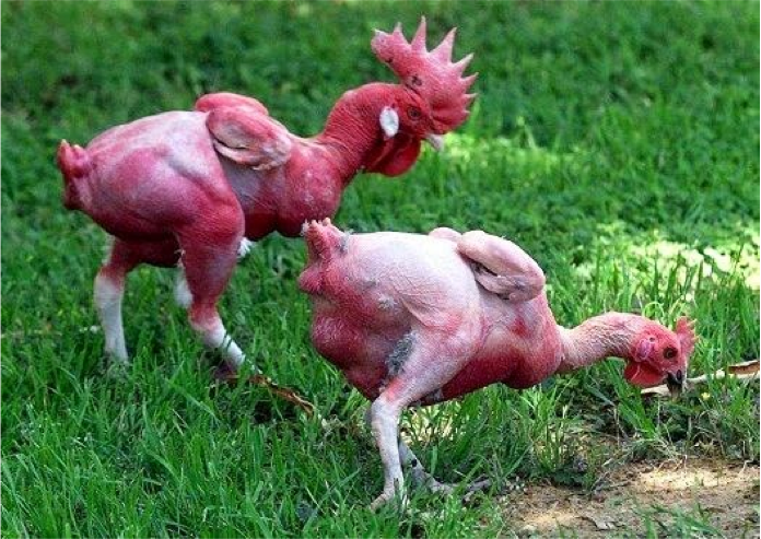 Magouillage du vivant : des scientifiques israéliens inventent un poulet sans plume