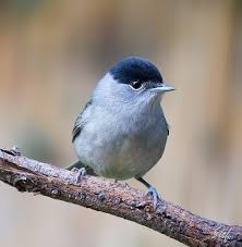 Le grand orchestre de la nature est peu à peu réduit au silence