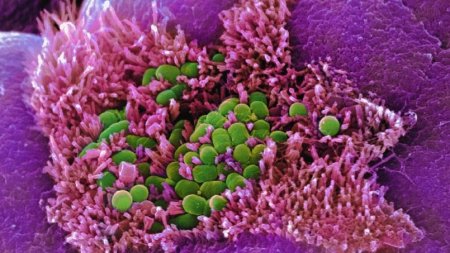 Nos bactéries, ces empreintes qui nous collent à la peau