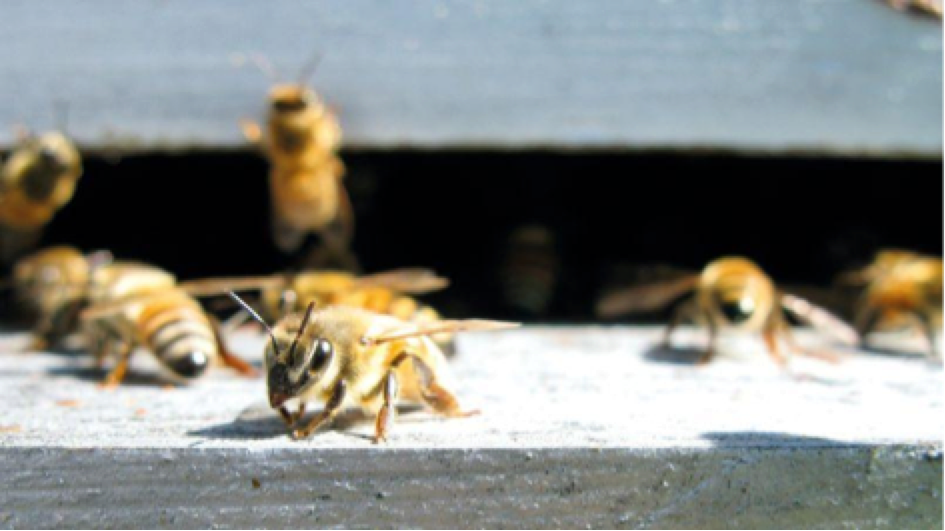 Des abeilles jouent le rôle de démineurs