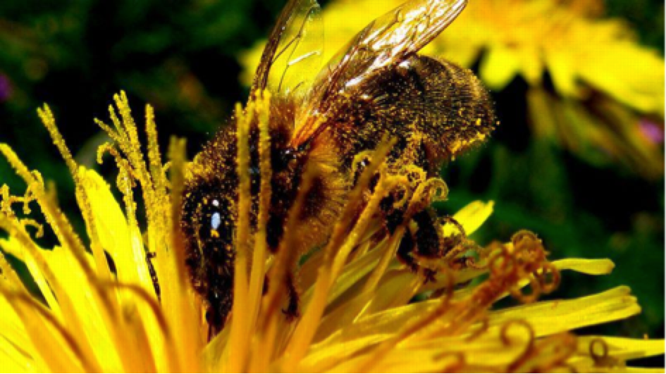 L'Assemblée vote l'interdiction de pesticides toxiques pour les abeilles