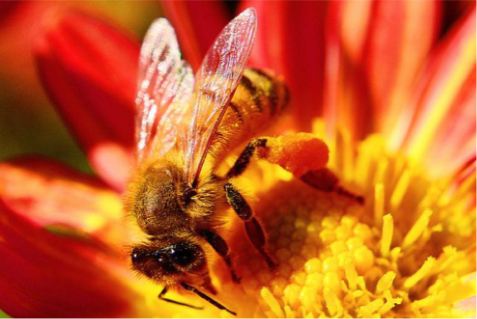 Les abeilles addictes aux pesticides
