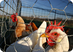 La FDA admet finalement que la viande de poulet contient de l’arsenic !