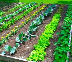 Comment les jardins soignent notre psychisme