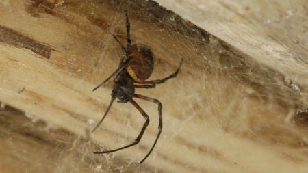 Un ancêtre de l'insuline à l'origine du venin des araignées