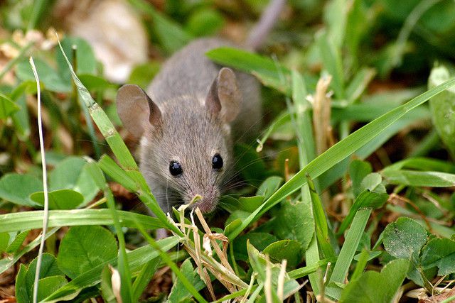Parade nuptiale : les souris femelles chantent l'amour !