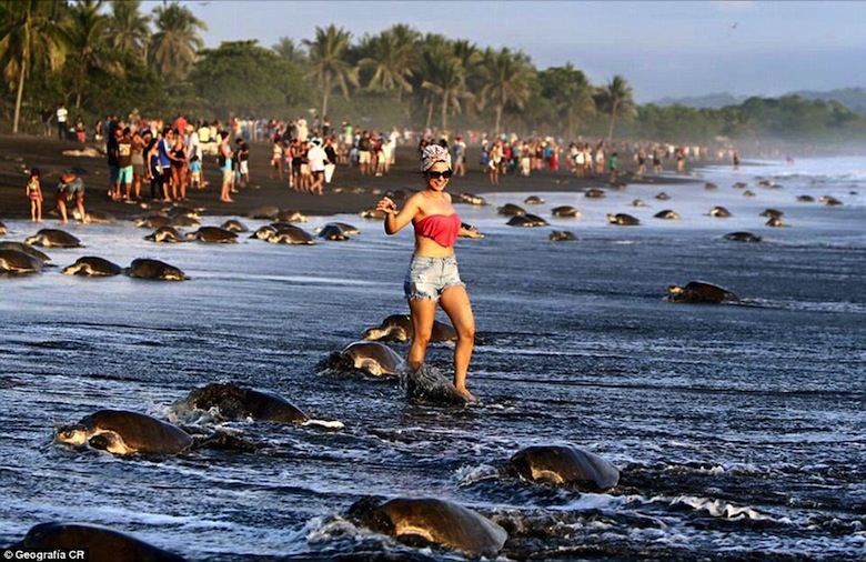 Des touristes perturbent la ponte de tortues de mer au Costa Rica