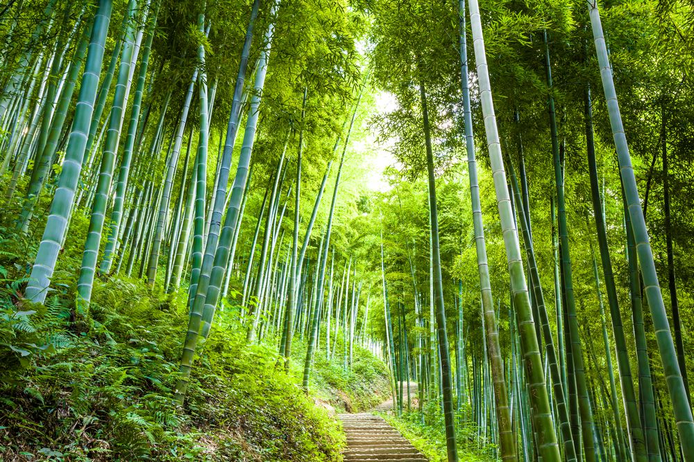 La déforestation de la planète marque – un peu – le pas