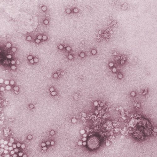 Des cancers du foie dus à un virus censément inoffensif ?