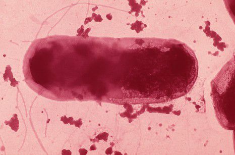 Microbiote : les bactéries de l'intestin régulent l'absorption du fer