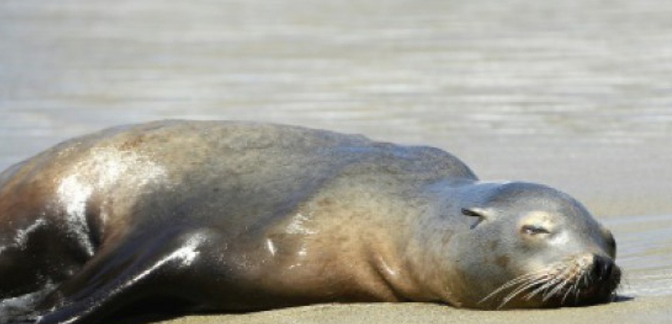 Les otaries s'échouent sur les côtes californiennes à un rythme alarmant