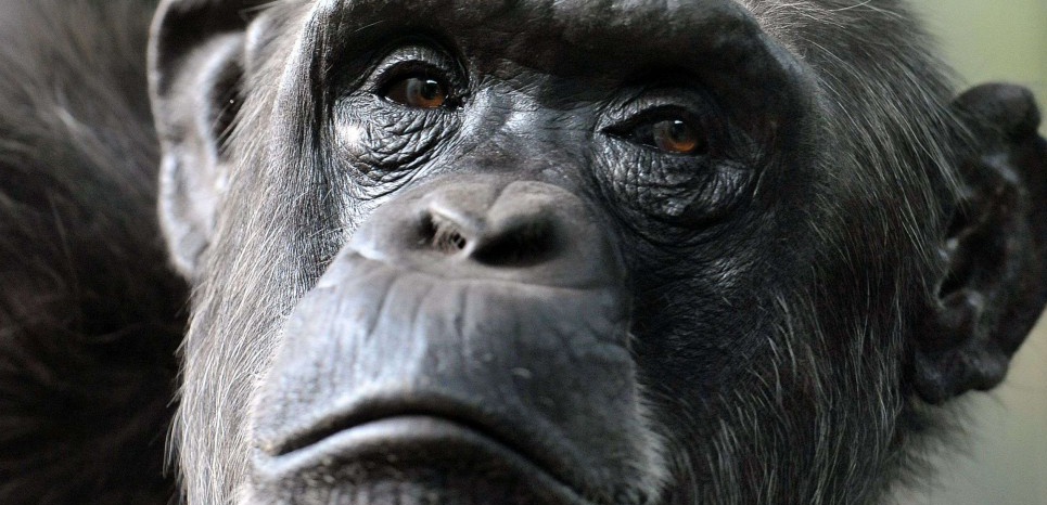 L'impressionnante dévotion d'une mère chimpanzé pour son petit, handicapé
