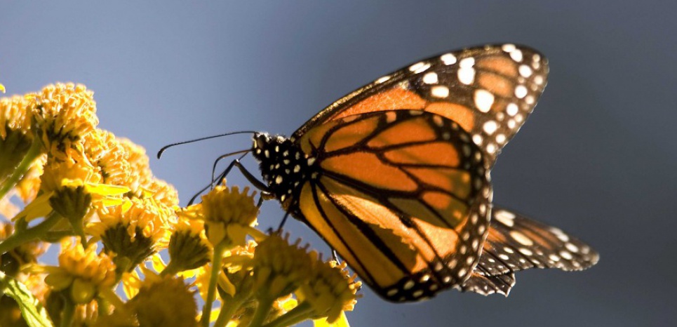 MEXIQUE. La population de papillons monarques devrait quadrupler