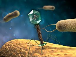 « Des virus pour remplacer les antibiotiques »