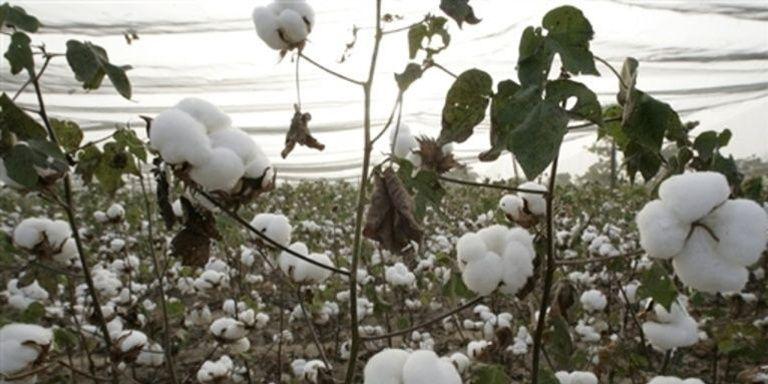 85% des tampons et serviettes hygiéniques contiendraient du glyphosate