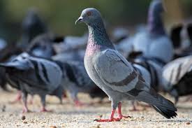 « Les pigeons démontrent une incroyable capacité à identifier des cancers »