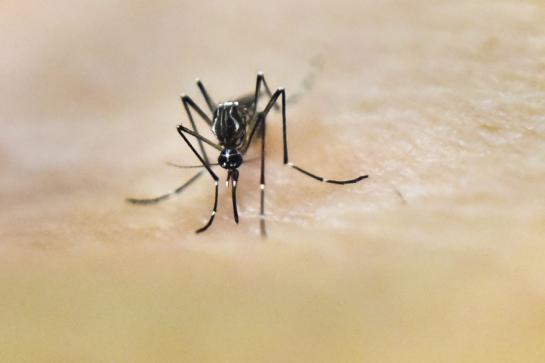 « Zika, une vraie menace pour la santé »