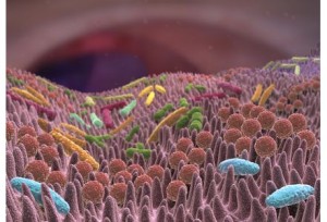 Un-lien-entre-fatigue-chronique-et-bacteries-intestinales_exact441x300