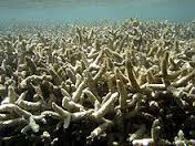 La grande barrière de corail Australienne vit ses derniers jours.