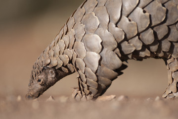 Les pangolins, mammifères les plus braconnés au monde, désormais protégés