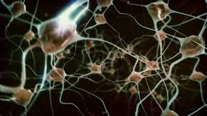 L’oubli permet de créer de nouveaux neurones