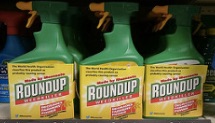 L’impact du glyphosate sur les générations futures est sous estimé.