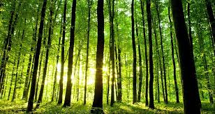 L’intelligence des arbres