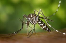Zika, un virus contre le cancer