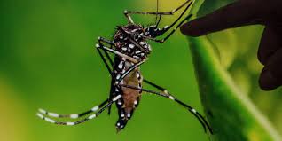 Zika, une arme contre le cancer