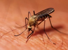 Une nouvelle forme ultra résistante de paludisme au Vietnam