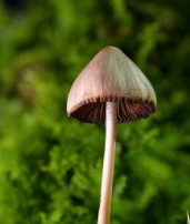 Les champignons hallucinogènes pour soigner la dépression ?