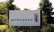 Comment Monsanto triche