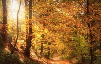 Les arbres communiquent entre eux