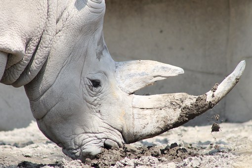 Il ne reste plus qu’un seul rhinocéros blanc