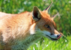 Le renard : protecteur contre la maladie de Lyme