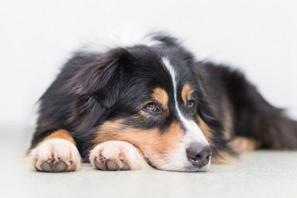 Mon chien, mon remède