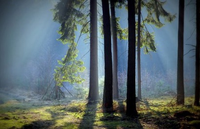 Se balader en forêt est bon pour notre santé