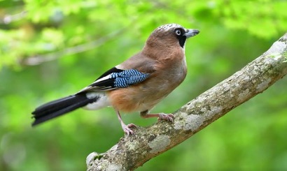 Un printemps silencieux, les oiseaux disparaissent à une vitesse « vertigineuse » « proche de la catastrophe écologique »