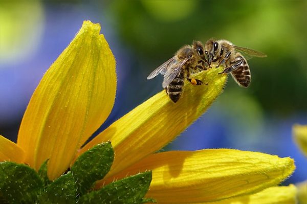 Le déclin des pollinisateurs menace la production agricole mondiale