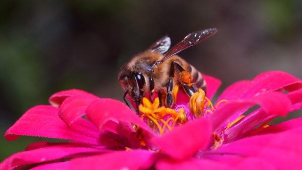 Restriction de 3 pesticides : Bayer et Syngenta intentent un procès